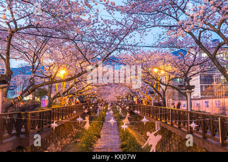 Spring Cherry Blossom Festival à Yeojwacheon Stream la nuit, Jinhae, Corée du Sud Banque D'Images