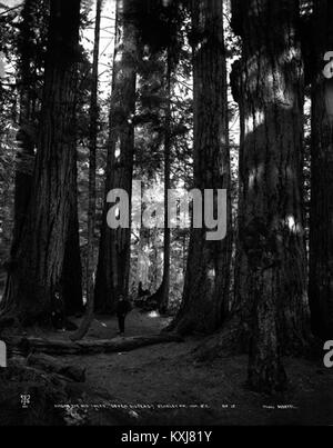 Parmi les grands arbres, "Sept Soeurs", le parc Stanley, Vancouver, C.-B. Banque D'Images