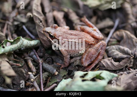 ,La grenouille des bois Rana sylvatica Banque D'Images