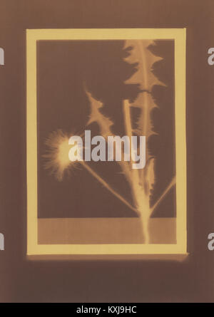 Dessin photogénique d'un spécimen de plante de pissenlit commun Banque D'Images