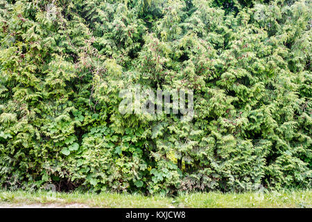 L'herbe vert et vert sapin, et thuja fond de couverture Banque D'Images