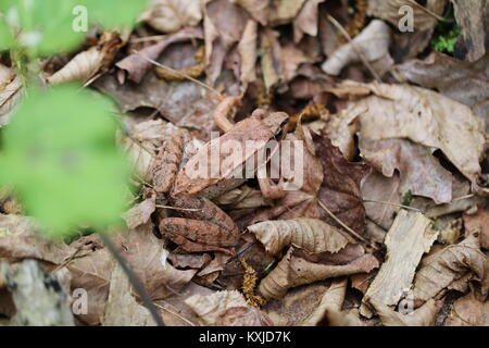 ,La grenouille des bois Rana sylvatica Banque D'Images