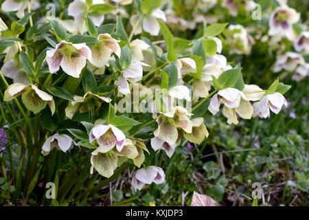 L'hellébore blanc tacheté vert Fleurs dans jardin. printemps. Banque D'Images