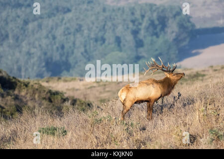 Le wapiti de Tule buck (Cervus canadensis nannodes) sur colline, Point Reyes National Seashore, California, USA Banque D'Images