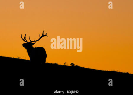 La silhouette du tule elk buck (Cervus canadensis nannodes) au coucher du soleil, Point Reyes National Seashore, California, USA Banque D'Images