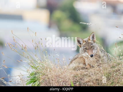 Le Coyote (Canis latrans), Bernal Heights, San Francisco, Californie, Etats-Unis, Amérique du Nord Banque D'Images