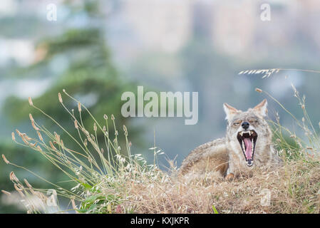 Le Coyote (Canis latrans), Bernal Heights, San Francisco, Californie, Etats-Unis, Amérique du Nord Banque D'Images