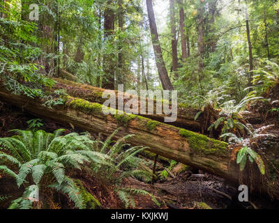Les arbres tombés, Armstrong Redwoods Parc Naturel, California, United States, Amérique du Nord Banque D'Images