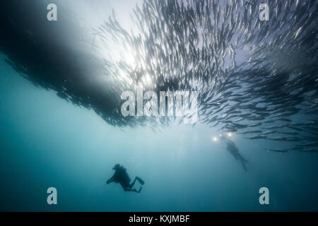 Vue sous-marine de deux plongeurs plongée ci-dessous jack en bancs de poissons dans la mer bleue, Baja California, Mexique Banque D'Images