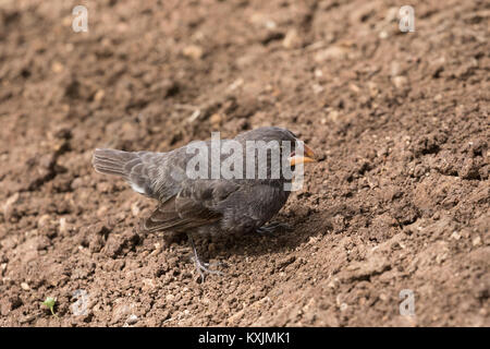 Petit terrain Finch,( Geospiza fuliginosa ), un Darwin Finch, Espanola Island, îles Galapagos Équateur Amérique du Sud Banque D'Images