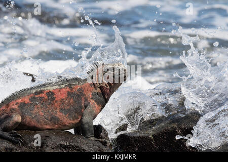 Iguane marin Iguane marin des Galapagos, ou, mâle adulte, ( Amblyrhynchus cristatus ), d'Espanola Island, îles Galapagos Équateur Amérique du Sud Banque D'Images