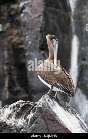 Pélican brun Pelecanus occidentalis (, ), la femelle adulte perché sur la roche, l'île de Genovesa, îles Galapagos Équateur Amérique du Sud Banque D'Images