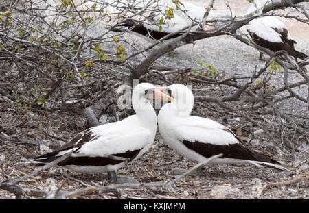 Nazca Booby courting paire - exemple de comportement animal, ( Sula granti ) , l'île de Genovesa, îles Galapagos Équateur Amérique du Sud Banque D'Images