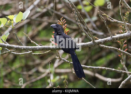 Bec lisse Ani perché dans un arbre, (Crotophaga ani ), l'île de Santa Cruz, îles Galapagos Équateur Amérique du Sud Banque D'Images
