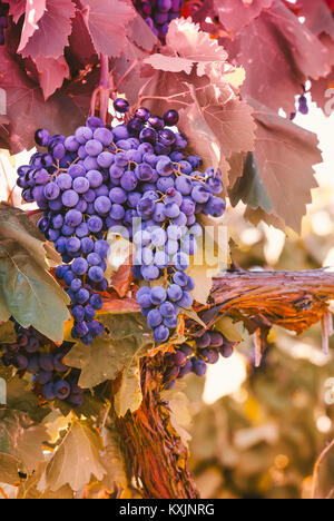 Raisins rouge-violet avec des feuilles vertes sur la vigne raisin vigne. des plantes à l'extérieur. L'automne et la récolte. Banque D'Images