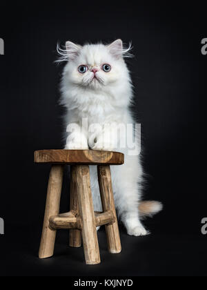 Chat persan / chaton debout sur un tabouret en bois isolé sur fond noir à la caméra en Banque D'Images