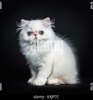 Chat persan / chaton assis sur le côté isolé sur fond noir à la caméra en ligne droite Banque D'Images