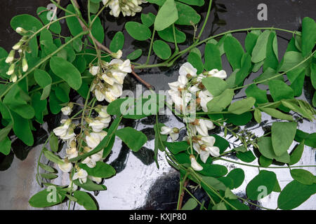 Quelques grappes de fleurs d'un blanc éclatant avec des feuilles vertes du robinier faux-acacia (Robinia pseudoacacia) se trouvent sur la plaque noire. Banque D'Images