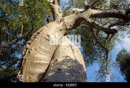 Les baobabs torsadés, Madagascar. Banque D'Images