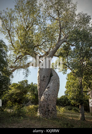 Les baobabs torsadés, Madagascar. Banque D'Images