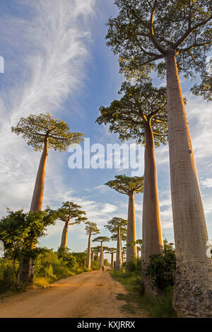 L'Avenue des baobabs, Morondava. Madagascar. Banque D'Images