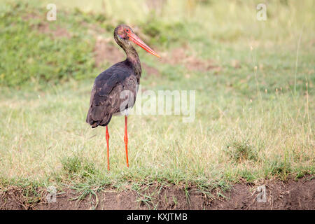 Une seule Cigogne noire sur une rive du fleuve, Valley Camp Mara conservancy Naboisho Afrique Kenya Banque D'Images