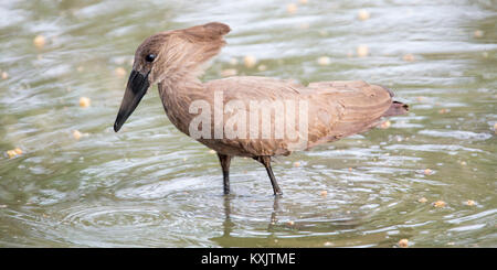 Un gué Hamerkop à chercher de la nourriture, Valley Camp Mara conservancy Naboisho Afrique Kenya Banque D'Images