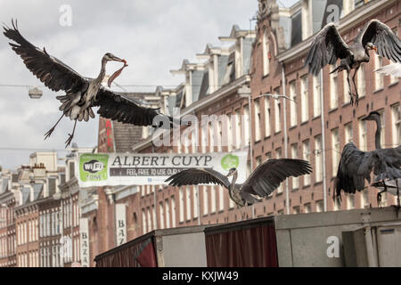 Les Pays-Bas, Amsterdam, le marché Albert Cuyp. Hérons attraper des morceaux de poisson d'échoppe de marché. La nature urbaine. Jungle. La faune. Banque D'Images