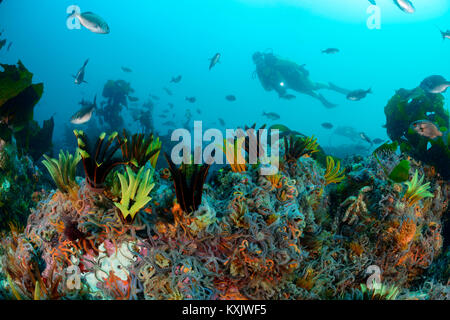 Récifs coralliens avec Britle star and Feather star, classe Crinoidea ( ), ( ) Classe Ophiuroidea, False Bay, Simons Town, Afrique du Sud, de l'Océan Indien Banque D'Images