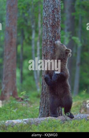 Le Cub de l'ours brun (Ursus arctos) Comité permanent sur l'entraver les jambes dans la forêt de l'été fond vert naturel Banque D'Images