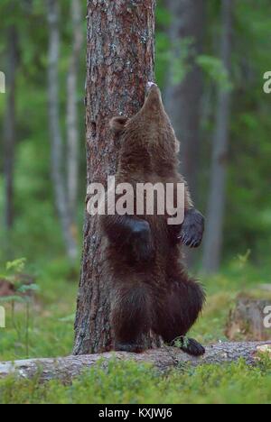 Le Cub de l'ours brun (Ursus arctos) Comité permanent sur l'entraver les jambes dans la forêt de l'été fond vert naturel Banque D'Images