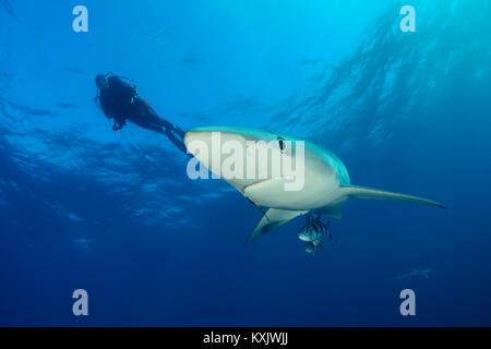 Le requin bleu et scuba diver, Prionace glauca, Cap de Bonne-Espérance, Afrique du Sud, au large des côtes de l'Atlantique Banque D'Images