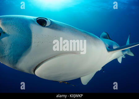 Le requin bleu, Prionace glauca, Cap de Bonne-Espérance, Afrique du Sud, au large des côtes de l'Atlantique Banque D'Images