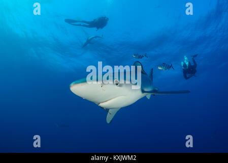 Le requin bleu et scuba diver, Prionace glauca, Cap de Bonne-Espérance, Afrique du Sud, au large des côtes de l'Atlantique Banque D'Images