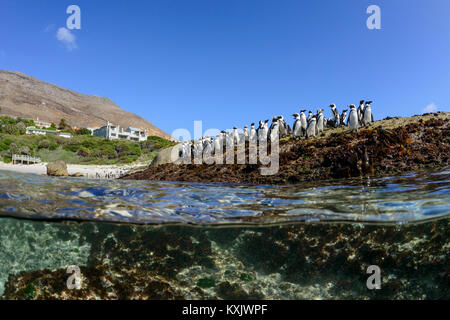 Colonie de pingouins africains,Spheniscus demersus, Boulders Beach ou blocs Bay, Simons Town, Afrique du Sud, de l'Océan Indien Banque D'Images