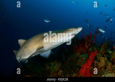 Sand tiger shark ou Raggedthoothed, requin Carcharias taurus Porth, Elizabeth, la baie d'Algoa, Nelson Mandela Bay, Afrique du Sud, de l'Océan Indien Banque D'Images