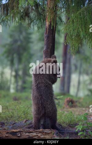 Le jeune ours brun debout sur entraver les jambes. ( Ursus arctos Ours brun) Banque D'Images