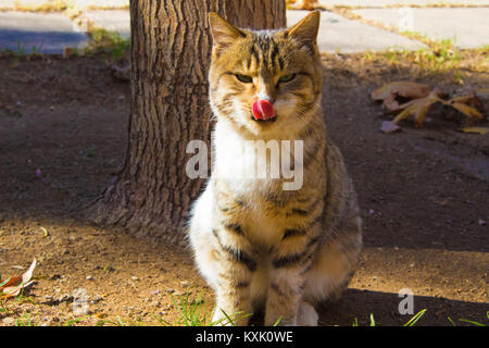Chat dans le parc après le déjeuner Banque D'Images