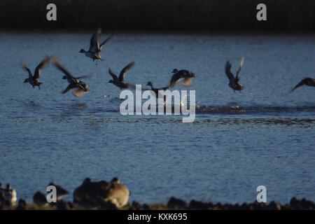 Troupeau de Duckes, Canard pilet (Anas acuta) décoller de l'eau. La RSPB, Bowling Green Marsh, Topsham, Exe Estuaire, Devon, UK. Janvier, 2018. Banque D'Images