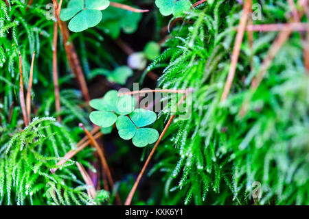 Les feuilles de trèfle vert dans la mousse, Saint Patrick day background Banque D'Images