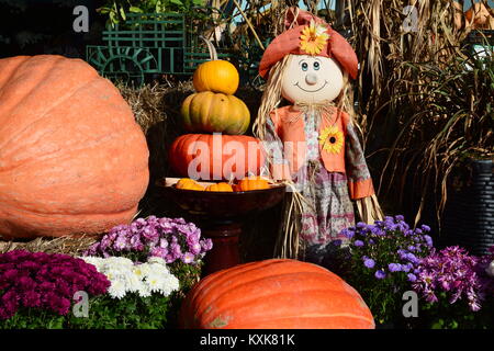 Un affichage panoramique de grâce avec des citrouilles et une poupée Raggedy Anne pour tous ceux qui viennent peuvent apprécier. Banque D'Images