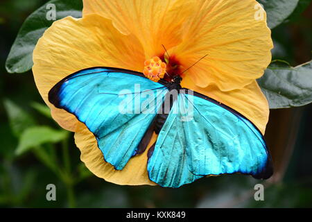 Un joli papillon morpho bleu se pose sur une fleur d'hibiscus jaune dans les jardins. Banque D'Images