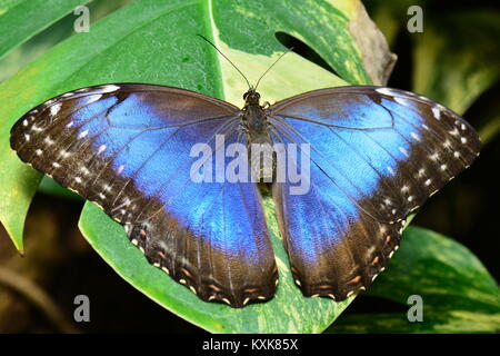 Un joli papillon morpho bleu atterrit sur une feuille végétale dans les jardins. Banque D'Images