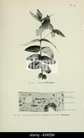Atlas de photomicrographie des plantes médicinales (page 139) BHL12987965 Banque D'Images