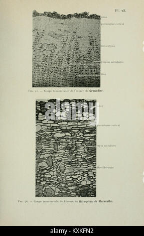 Atlas de photomicrographie des plantes médicinales (page 79) BHL12987905 Banque D'Images