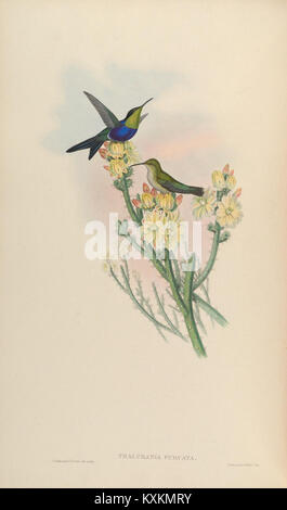 Cette monographie offre une étude complète de la famille des Trochilidae, mettant l'accent sur la taxonomie, les comportements et les rôles écologiques des colibris. La planche 101 se concentre sur les caractéristiques des espèces et leur identification. Banque D'Images