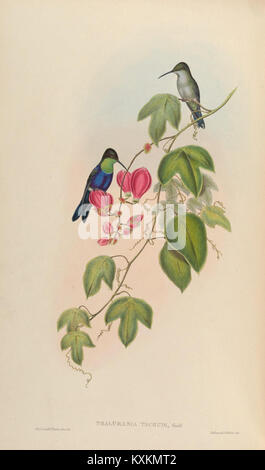 Une plaque tirée de 'une monographie des Trochilidae' illustre les colibris, détaillant les caractéristiques des espèces, les comportements et l'histoire naturelle pour l'étude scientifique. Banque D'Images