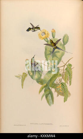 Plaque scientifique tirée d'une monographie illustrant diverses espèces de la famille des Trochilidae, fournissant des représentations anatomiques et morphologiques détaillées des colibris. Banque D'Images