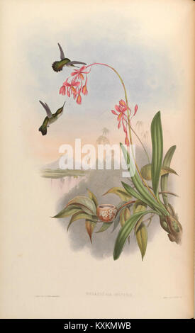 Cette monographie complète se concentre sur la famille des colibris Trochilidae. La planche 133 présente des illustrations détaillées et un aperçu de leur classification et de leur rôle écologique. Banque D'Images