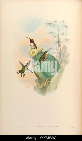 Planche 144 tirée d'Une monographie du Trochilidæ, illustrant une espèce de colibri aux couleurs vives, documentant la diversité aviaire dans l'illustration scientifique du XIXe siècle. Banque D'Images